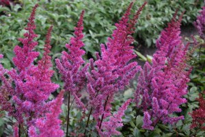Astilbe chinensis ´Maggie Daley´